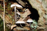 Paddenstoelen in een boom