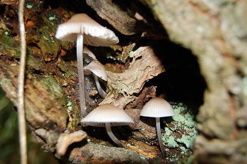 Paddenstoelen in een boom