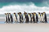 Pinguin-Marsch von Gladys Klip Miniaturansicht