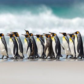 March of the penguins by Gladys Klip
