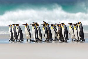 Pinguin-Marsch von Gladys Klip