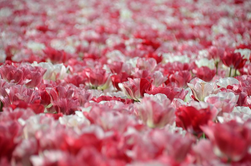 Field of tulips by Corinna Vollertsen