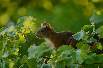 squirrel by Matthias Erkelens