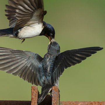 Barn swallow feeds her young by Menno Schaefer