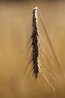 Grain or Barley
