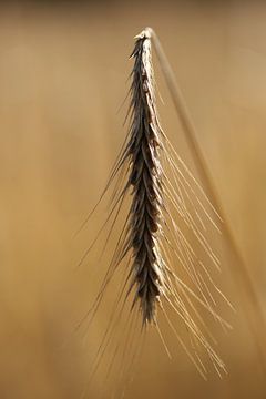 Grain or Barley by Fotografie John van der Veen
