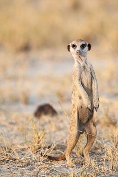 Stokstaartje op de uitkijk in Botswana van Simone Janssen