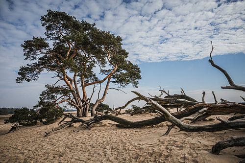 Veluwe zandverstuiving landschap (2)