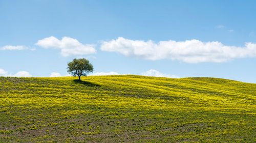 Lonely olive tree and flowers in Tuscany countryside