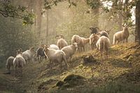 Sheep in dreamy landscape