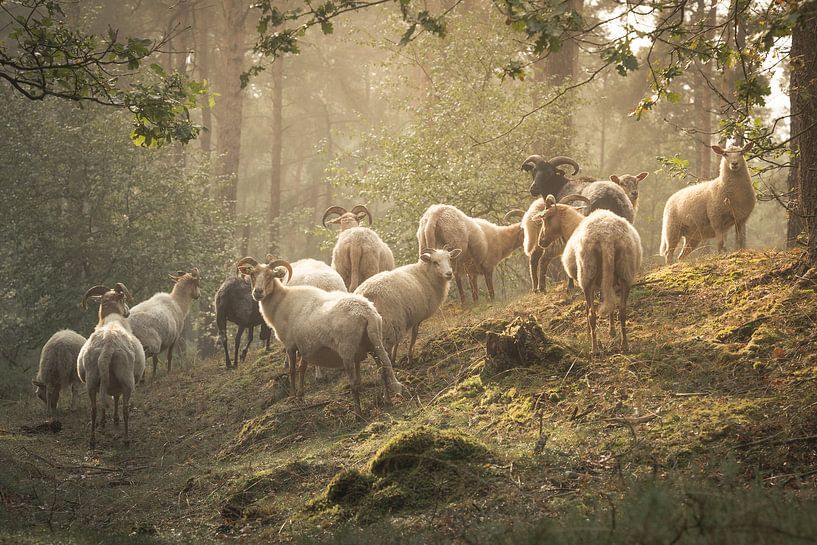 Sheep in dreamy landscape by Stephan Tamminga