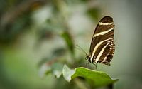 Zwart wit Zebra vlinder, Heliconius chartionius van Sara in t Veld Fotografie thumbnail