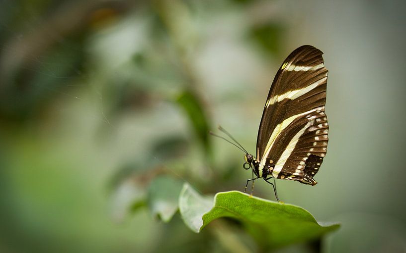 Zwart wit Zebra vlinder, Heliconius chartionius van Sara in t Veld Fotografie