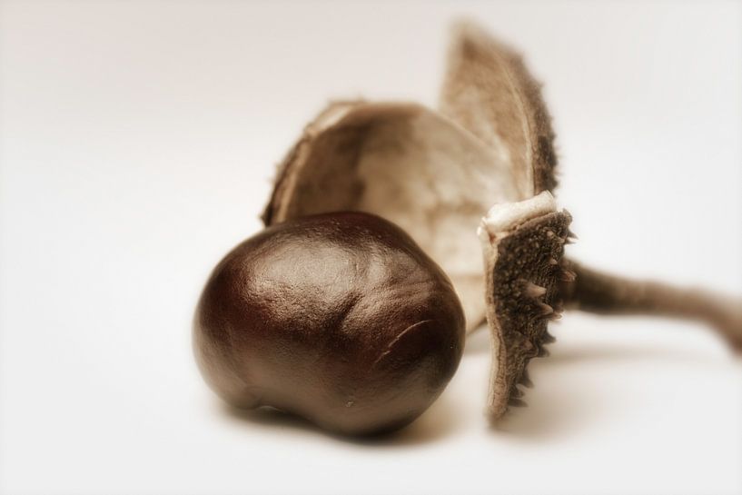 Kastanie by Dagmar Marina