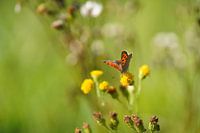 Petit papillon de feu