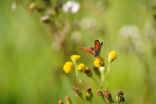 Small fire butterfly