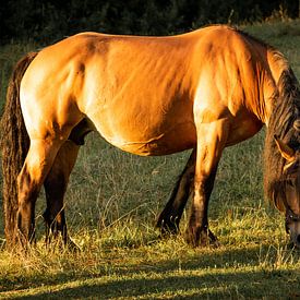 Paard in weiland van Kashja Neels