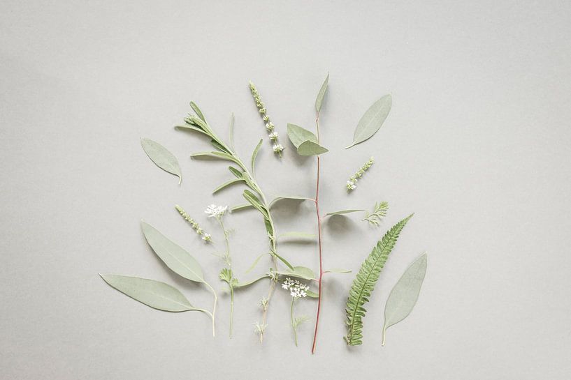 Botanical painting by Corrine Ponsen