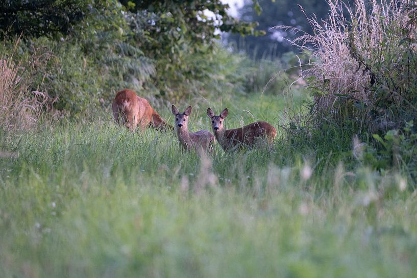 Cerf par Maaike Krimpenfort