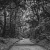 L'étonnant jardin autour du temple Meji Shrine à Tokyo sur Jonas Röjestål