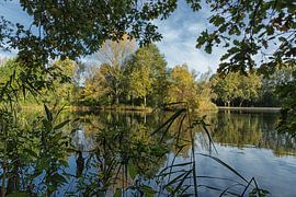 Through the trees, the forest ... by Hans Aanen