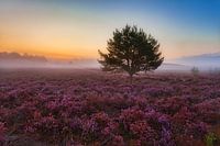 Dawn in the purple moorland landscape