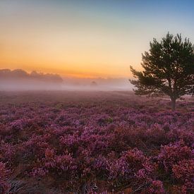 Paarse heidelandschap in het ochtendgloren. van Twan van den Hombergh