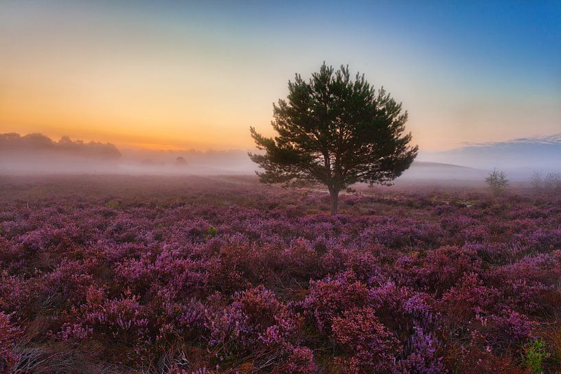 Dawn in the purple moorland landscape by Twan van den Hombergh