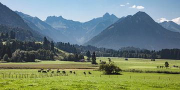 Kühe vor Oberstdorf Panorama