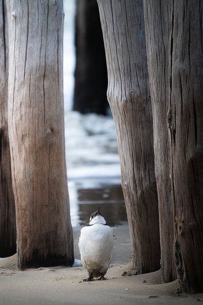 Zeekoet aan de kust van Thom Brouwer