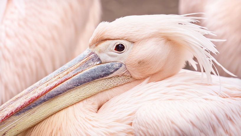 pelican portrait detail by Markus Gann