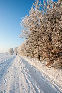 Waldweg mit Schnee und weißen Bäumen