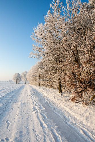 bospad met sneeuw en witte bomen
