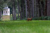 Deer