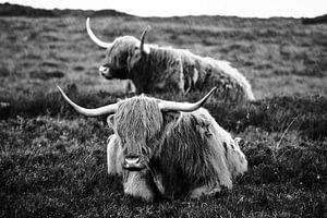 Schottische Highlander