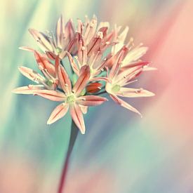 Allium, fleur pastel sur Violetta Honkisz
