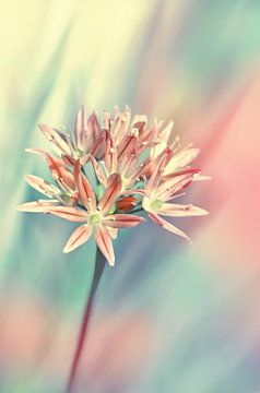 Allium, pastel bloom by Violetta Honkisz