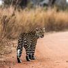  léopard - Panthera pardus sur Rob Smit