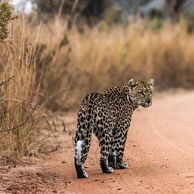  léopard - Panthera pardus sur Rob Smit