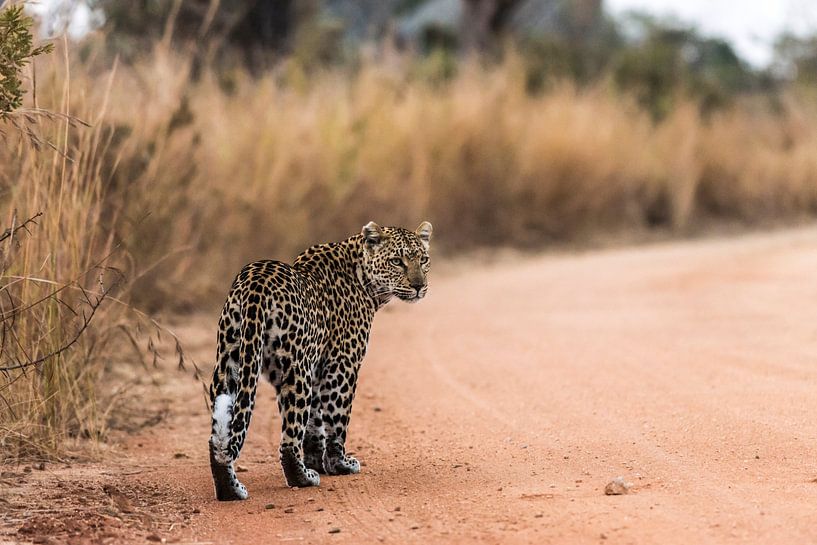 Leopard - Panthera pardus von Rob Smit