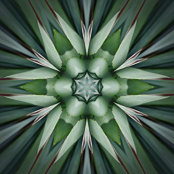 Mandala Agave by Sabine Wagner