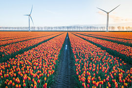 Tulip Rows and Wind Turbines