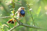 Singing bluethroat