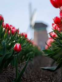 Red tulip by the windmill by Thijs Friederich