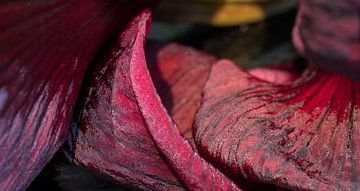 Amaryllis sur Nancy Lamers