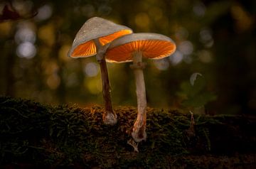 Lichtgevende paddestoelen van Tjitske de Roos