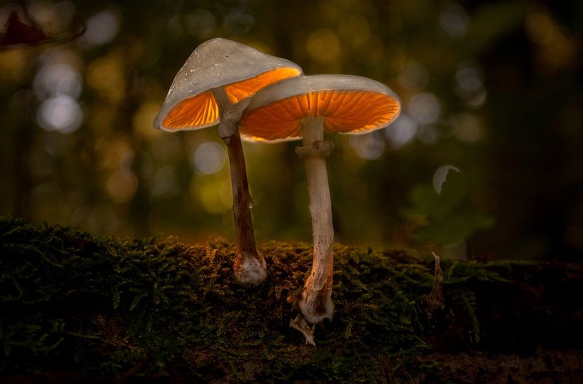 Champignons lumineux par Tjitske de Roos