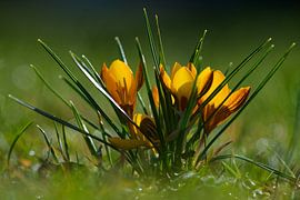 Frühling von Georges Hoeberechts