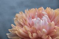 Nahaufnahme der Blütenblätter einer rosa Blume von Crystal Clear Miniaturansicht