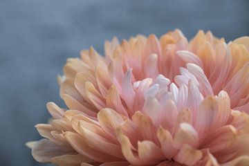 Nahaufnahme der Blütenblätter einer rosa Blume von Crystal Clear